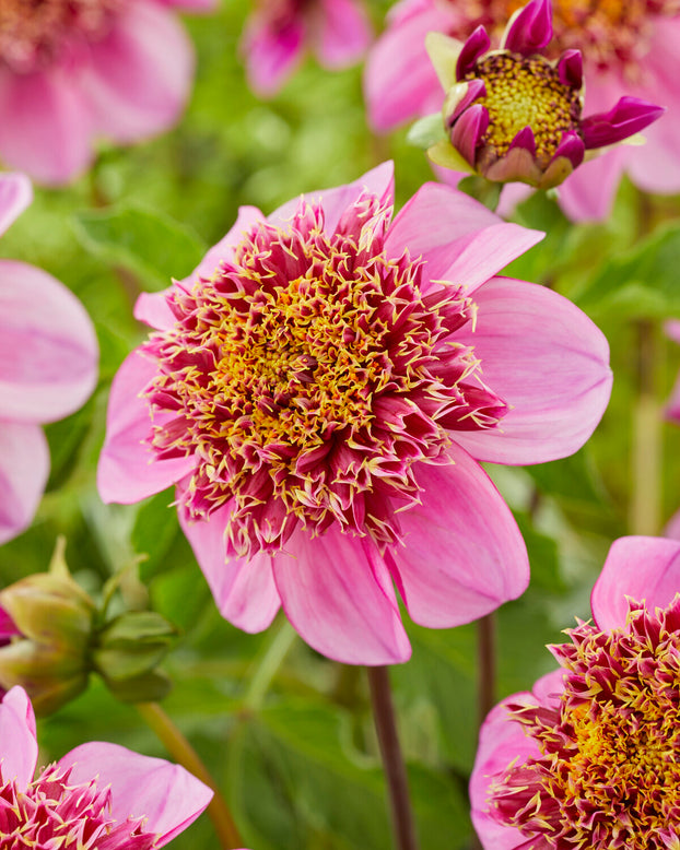 Close-up of a pink Dahlia 'Dad's Favourite' flower with a mauve petals and a gold-centered, powderpuff-like texture, growing in a garden.