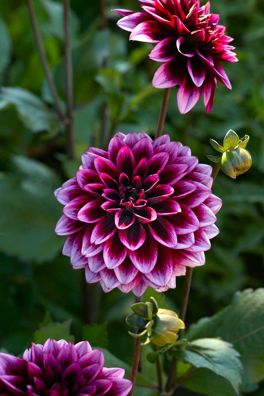 Dahlia 'Davina Michelle'