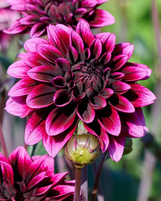 Dahlia 'Davina Michelle'