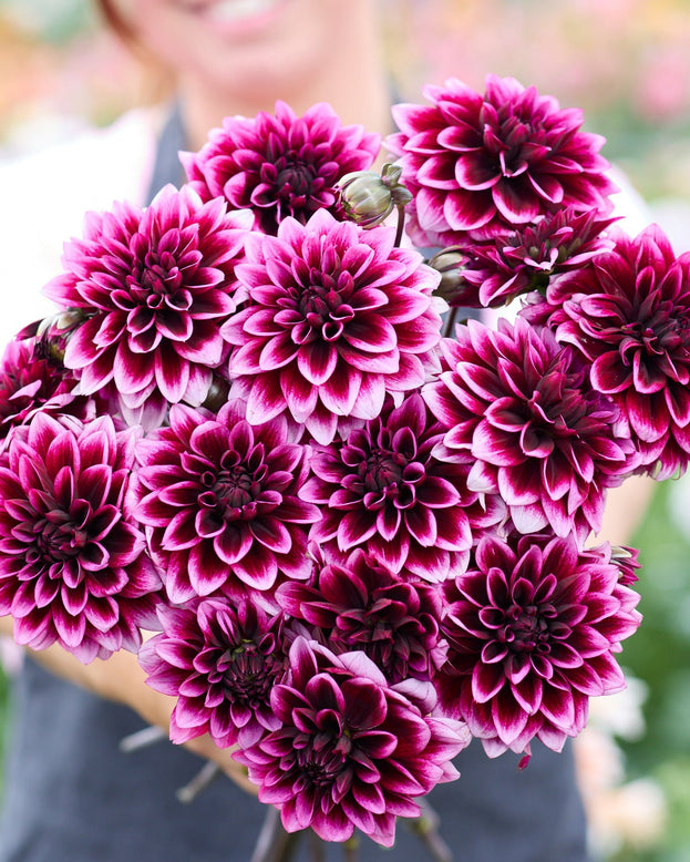 Dahlia 'Davina Michelle'