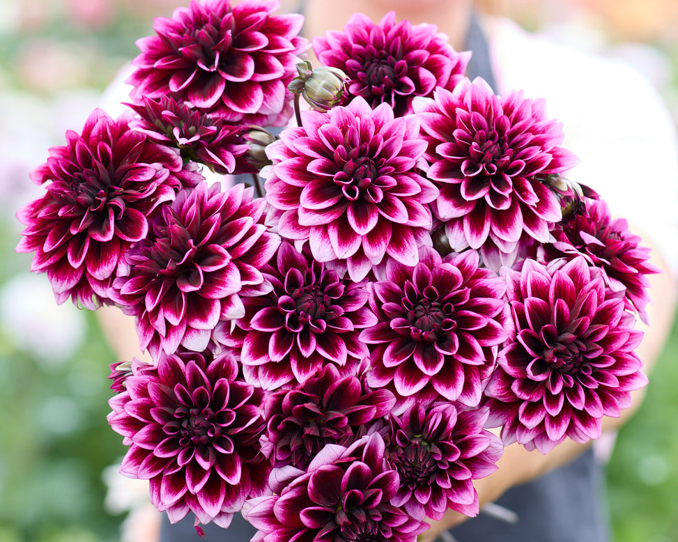 Dahlia 'Davina Michelle'