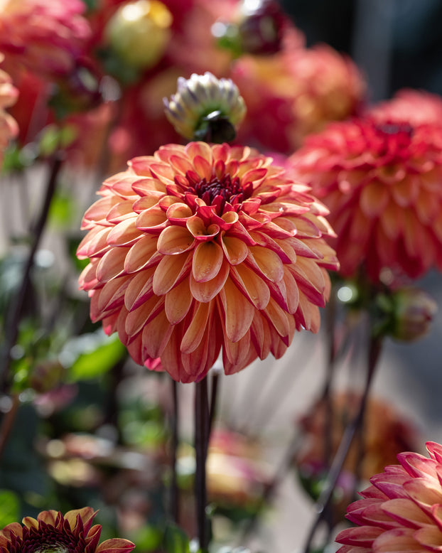 Dahlia 'Ding a Dong'