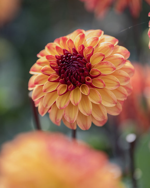 Dahlia 'Ding a Dong'