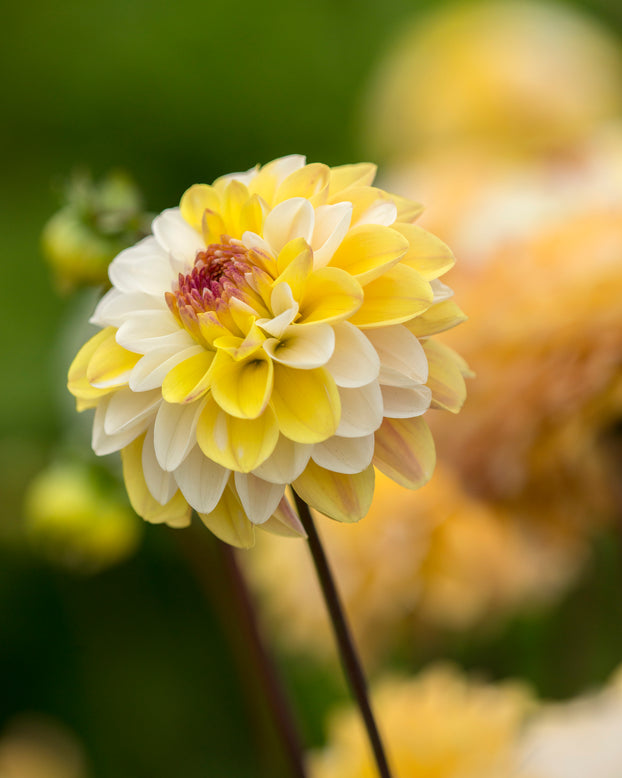 Dahlia 'Double Jill'