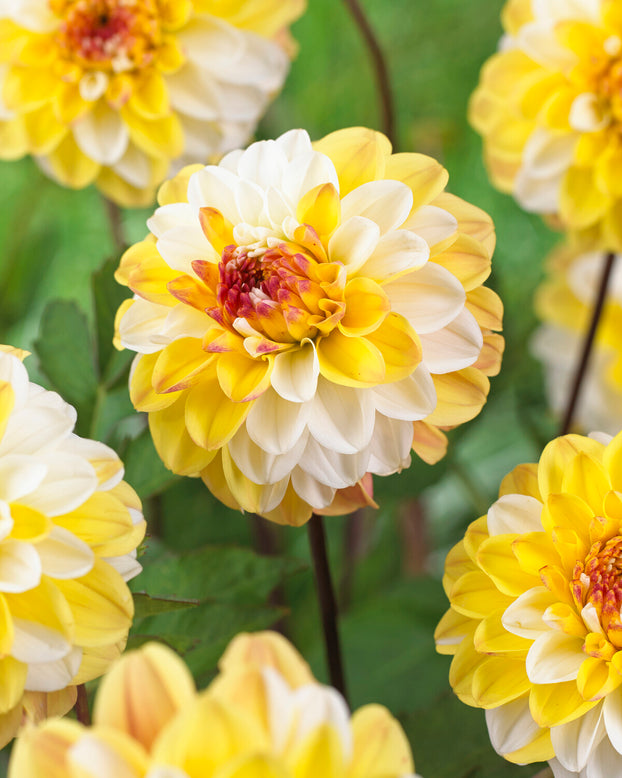 Dahlia 'Double Jill'