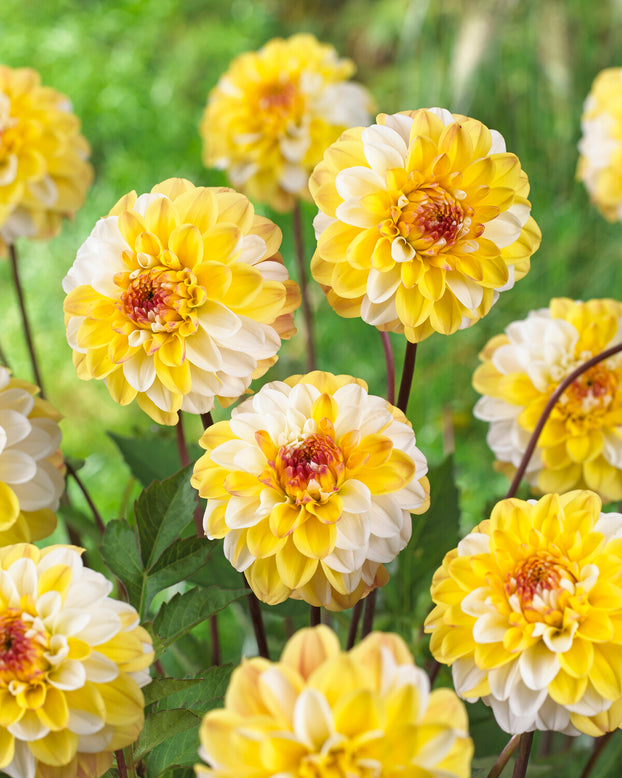 Dahlia 'Double Jill'