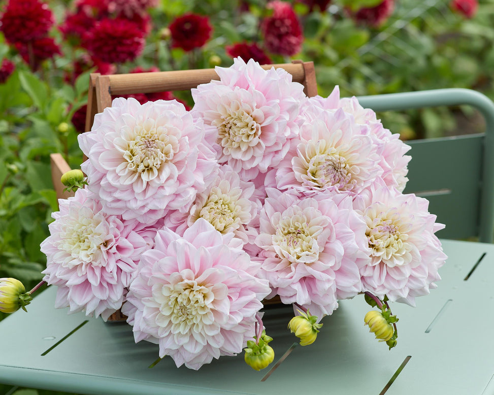 Dahlia 'Elliot'