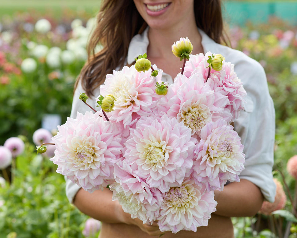 Dahlia 'Elliot'