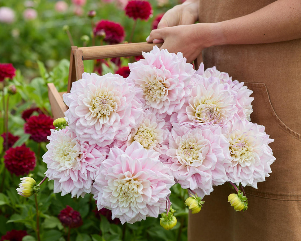 Dahlia 'Elliot'