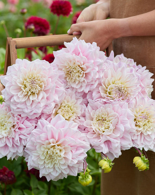 Dahlia 'Elliot'