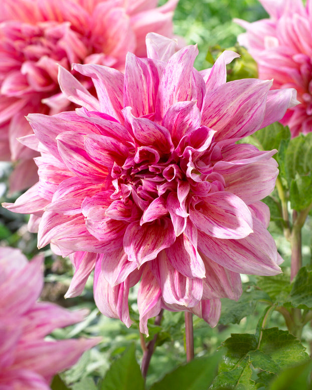 Dahlia 'Emory Paul'