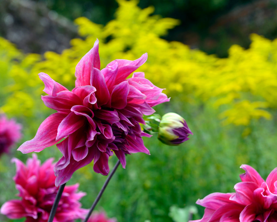 Dahlia 'Emory Paul'