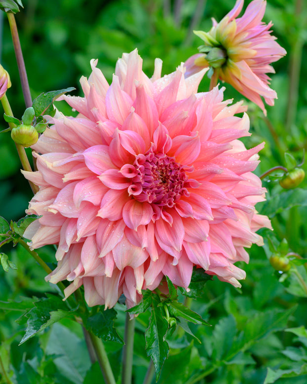 Dahlia 'Fairway Spur'
