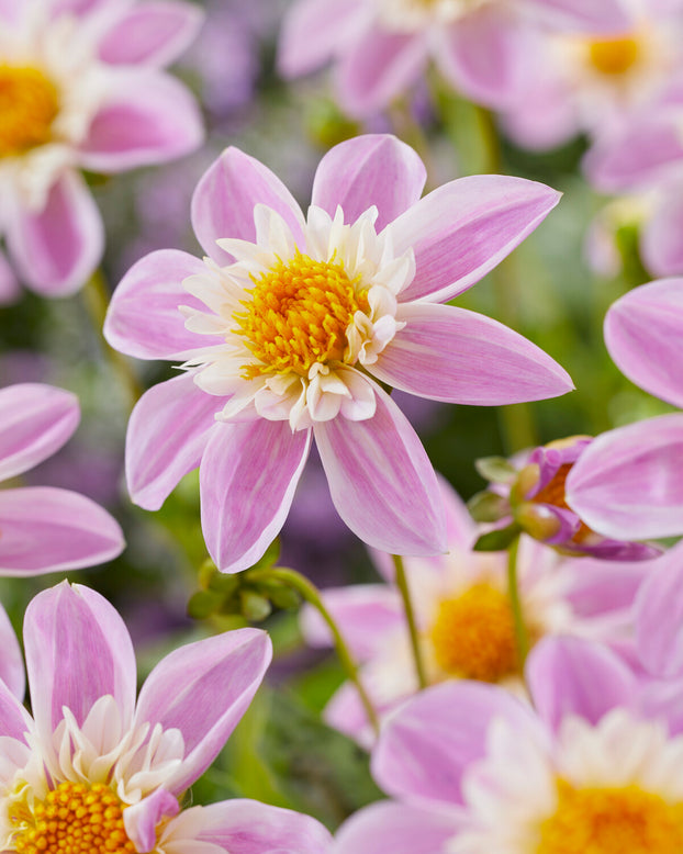 Dahlia 'Famoso'