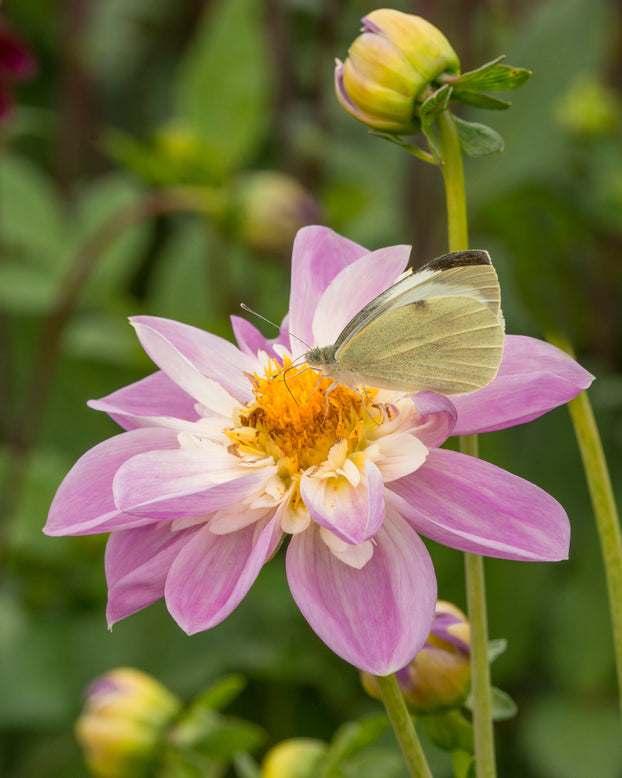 Dahlia 'Famoso'