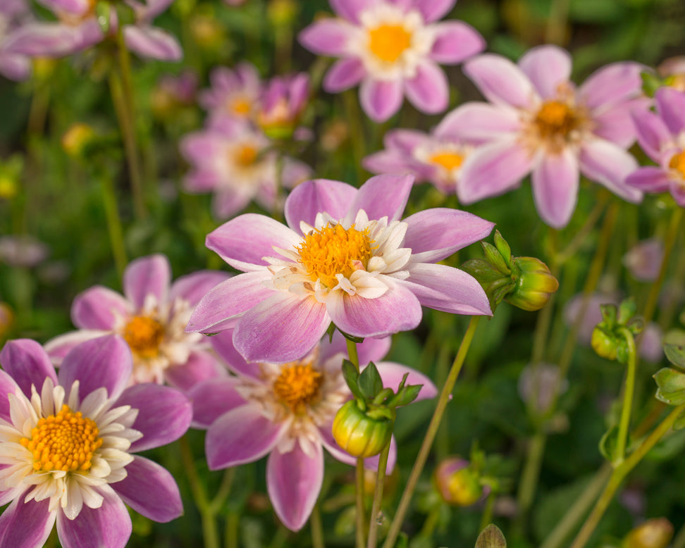Dahlia 'Famoso'