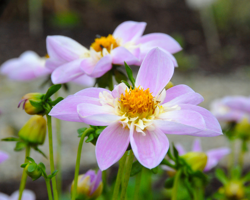 Dahlia 'Famoso'