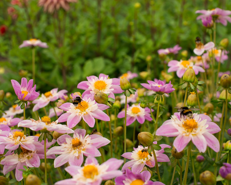 Dahlia 'Famoso'