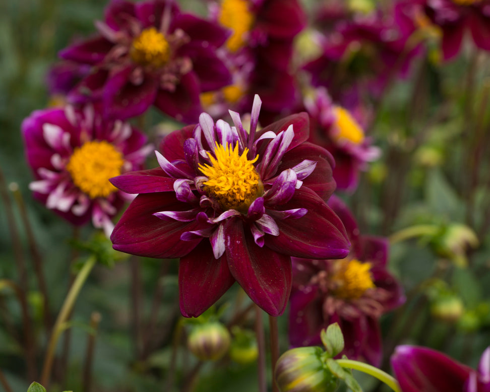 Dahlia 'Fantastico'