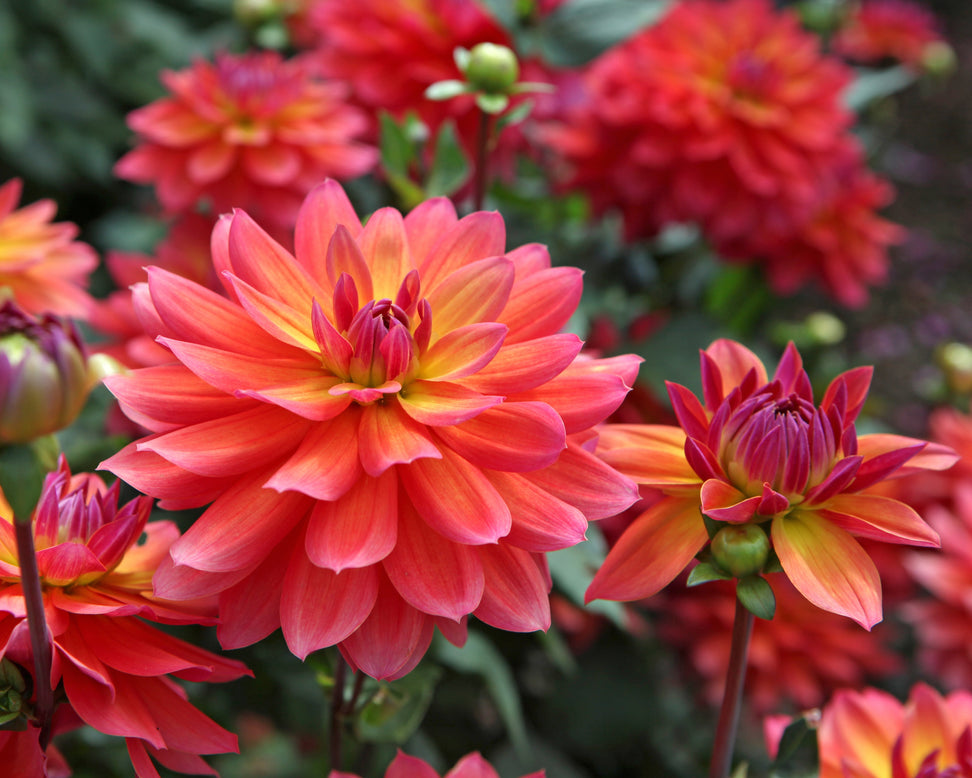 Dahlia 'Firepot'