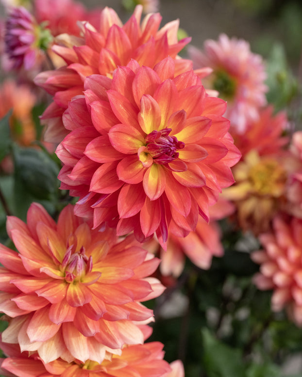Dahlia 'Firepot'