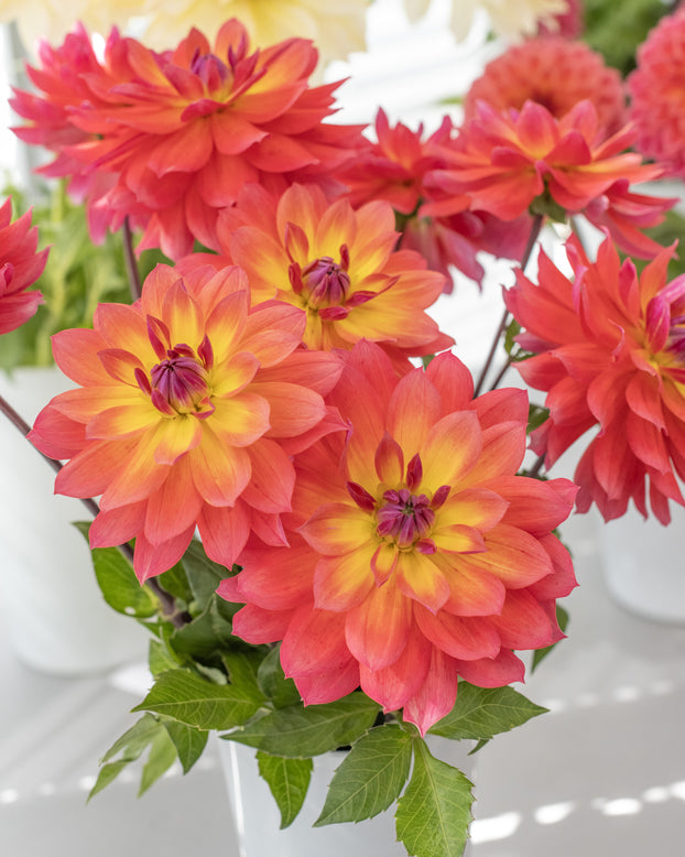 Dahlia 'Firepot'