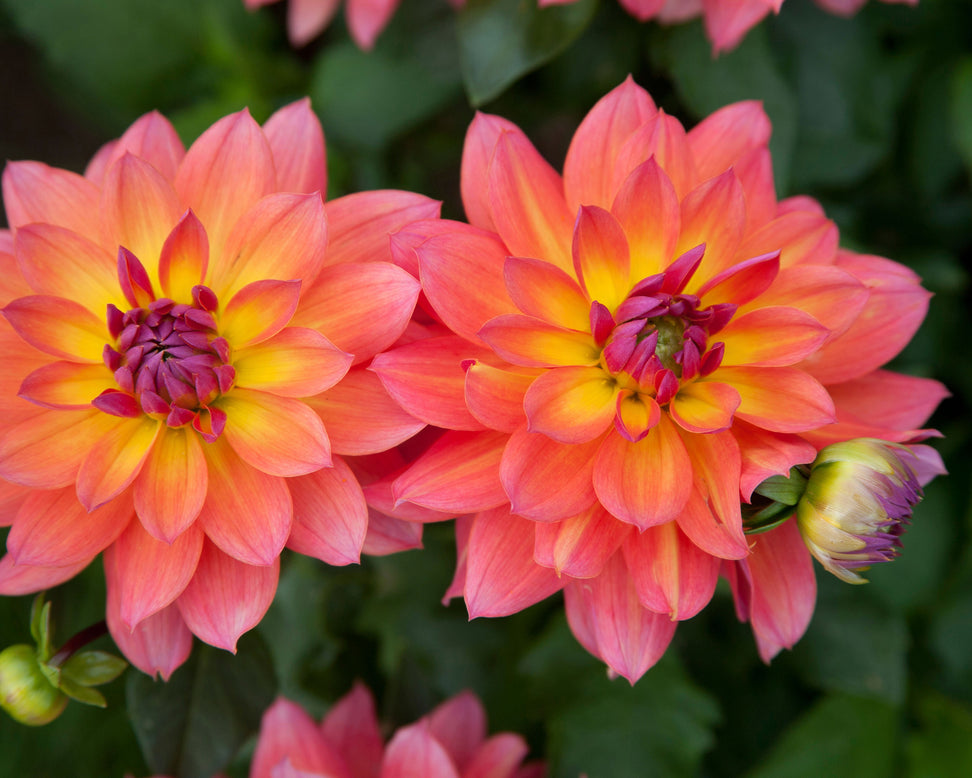 Dahlia 'Firepot'