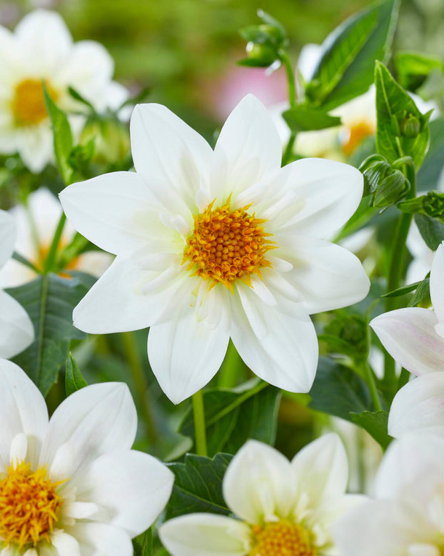 Dahlia 'Impression Flamenco'