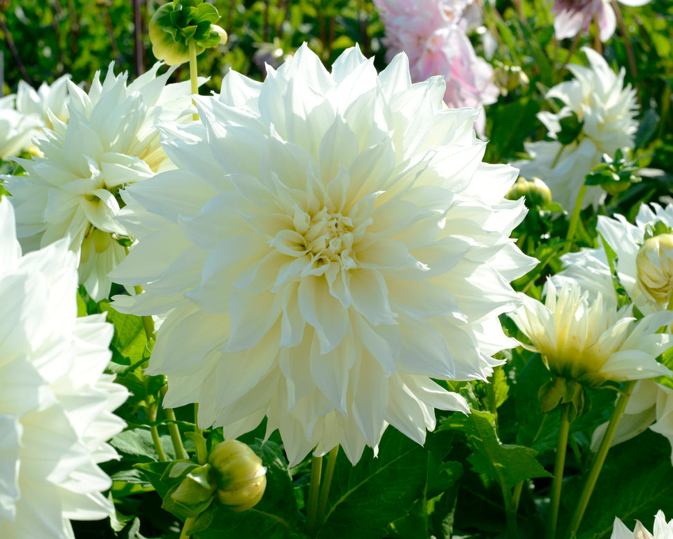 Dahlia 'Fleurel'