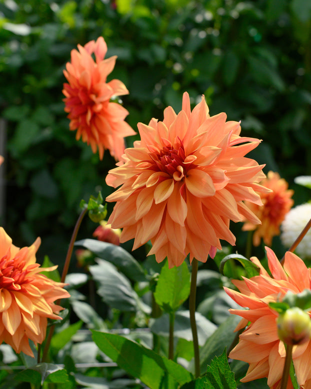 Dahlia 'French Cancan'