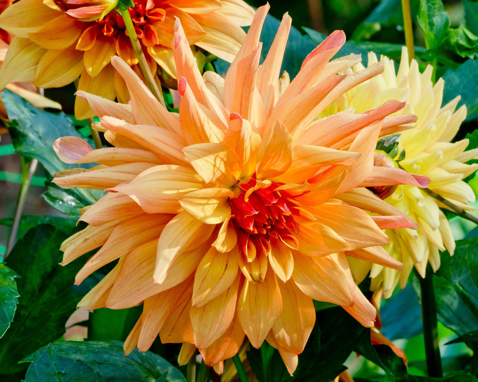Dahlia 'French Cancan'