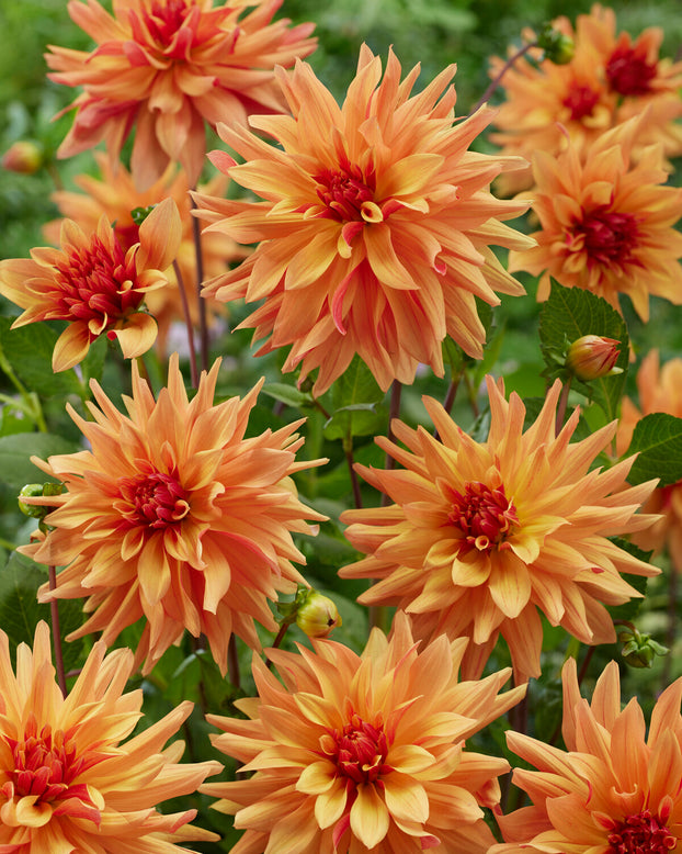 Dahlia 'French Cancan'