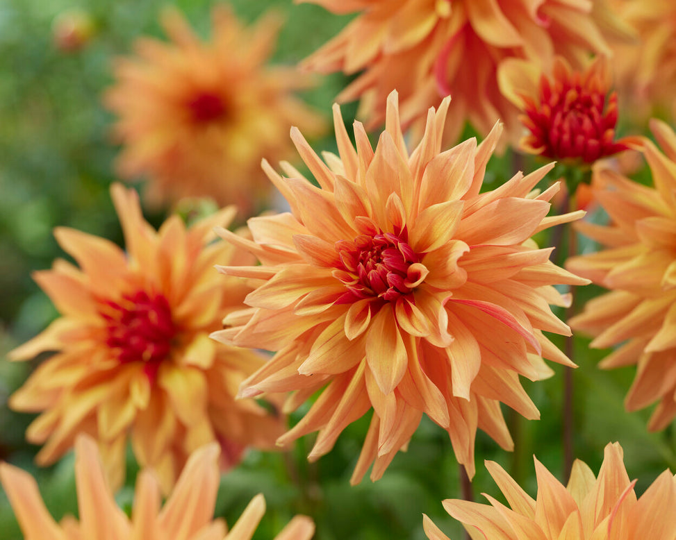 Dahlia 'French Cancan'