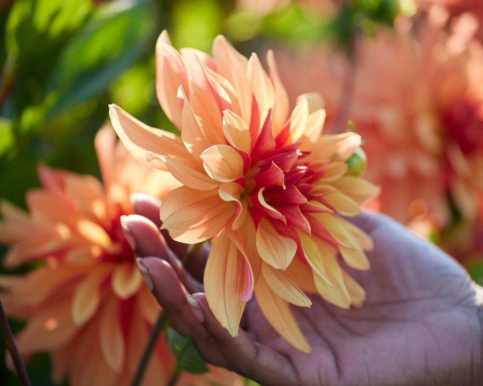 Dahlia 'French Cancan'
