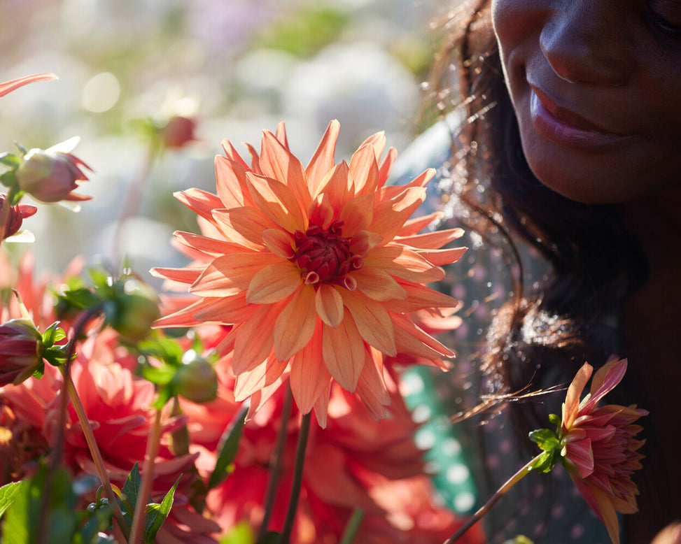 Dahlia 'French Cancan'