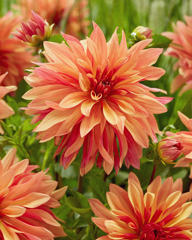 Dahlia 'French Cancan'