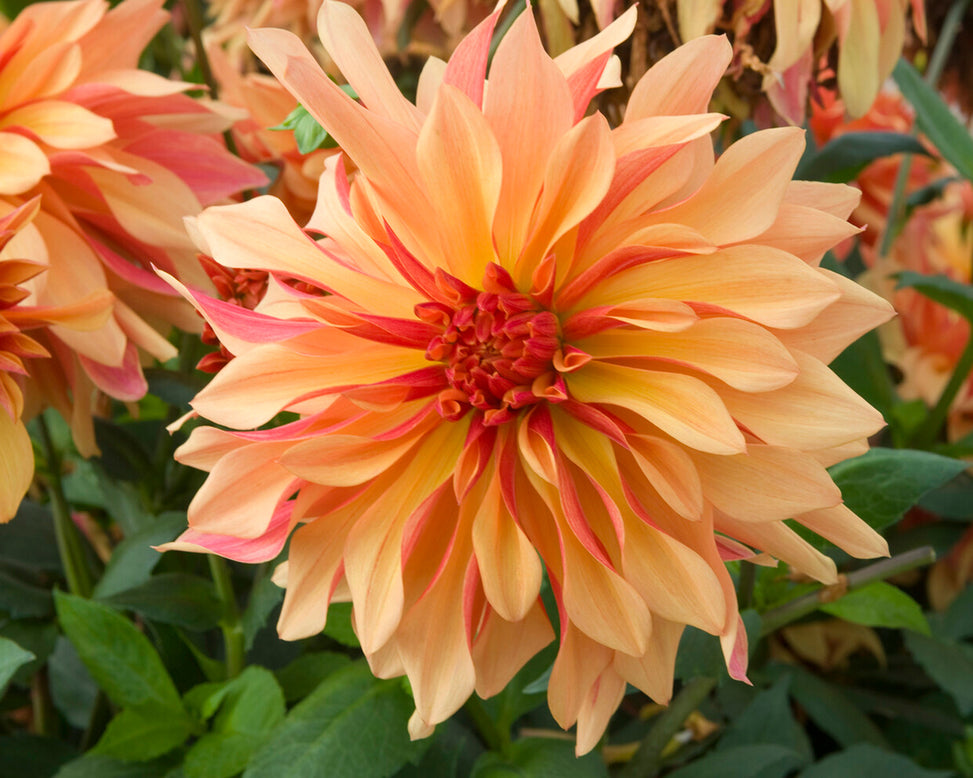 Dahlia 'French Cancan'