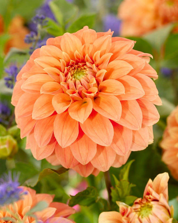 Dahlia 'Garden Jubilee'