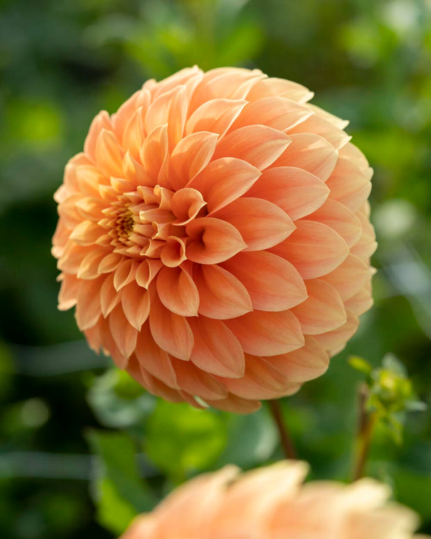 Dahlia 'Garden Jubilee'