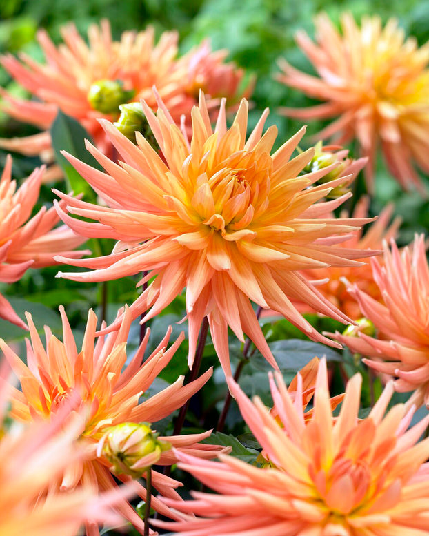 Dahlia 'Gold Crown'