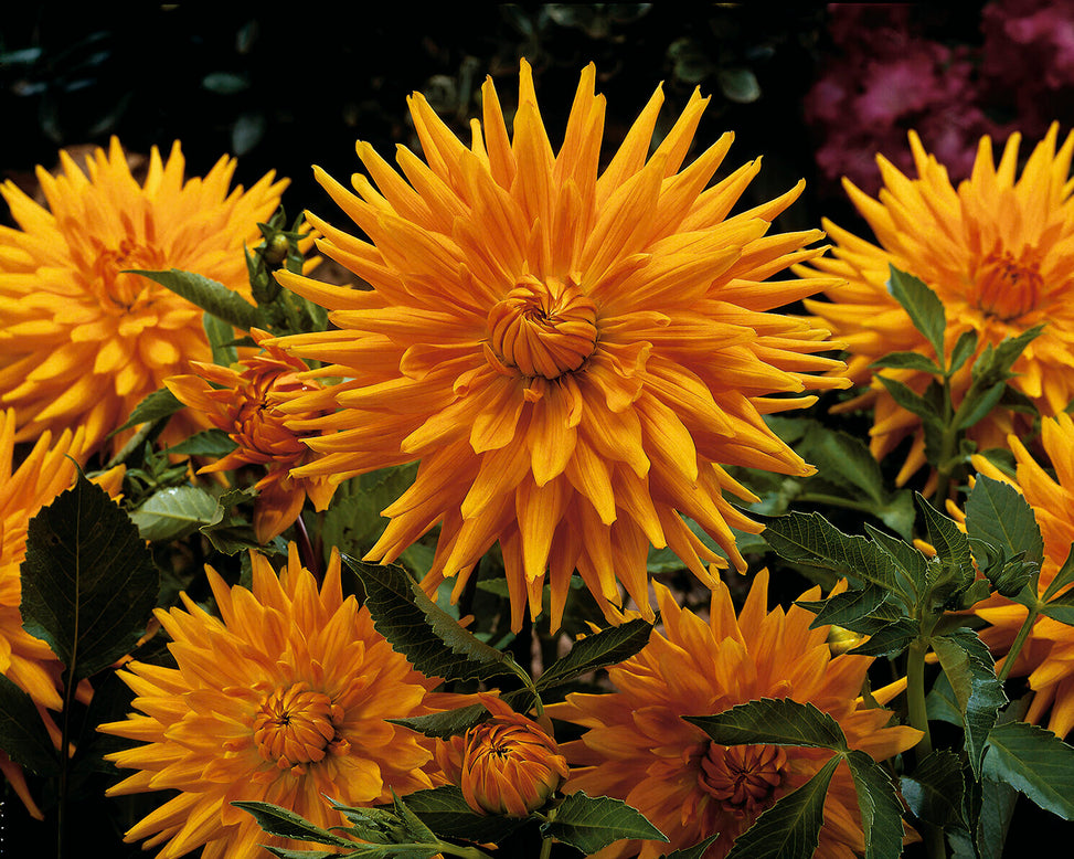 Dahlia 'Gold Crown'