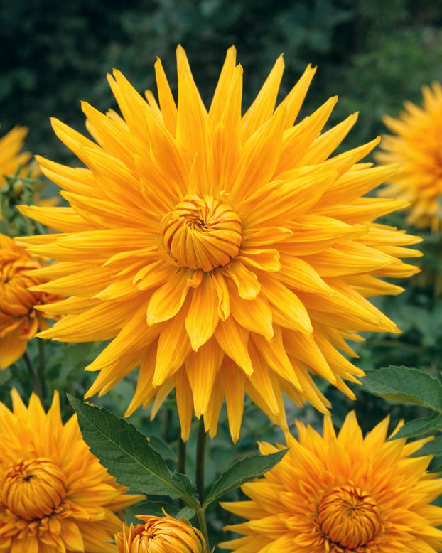 Dahlia 'Gold Crown'