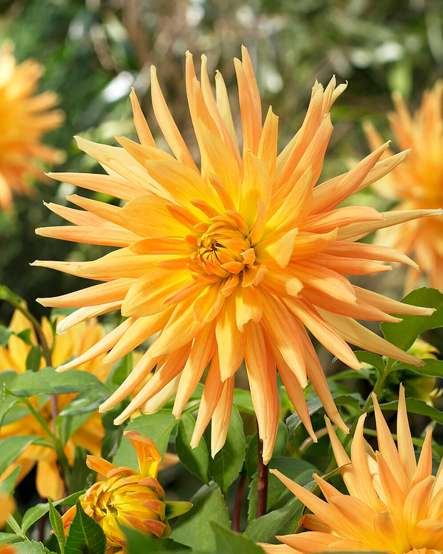 Dahlia 'Gold Crown'