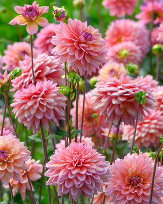 Dahlia 'Great Silence' Dahlia 'Great Silence'