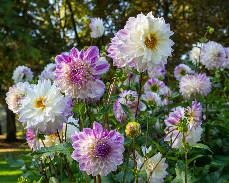 Dahlia 'Hapet Blue Eyes'