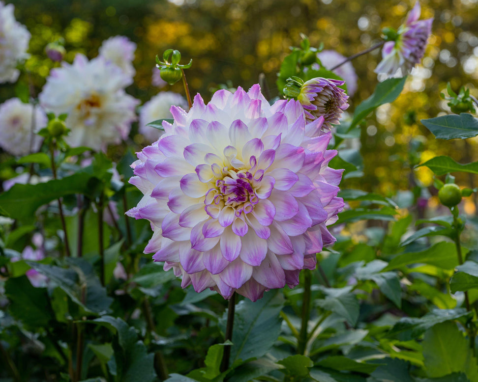 Dahlia 'Hapet Blue Eyes'