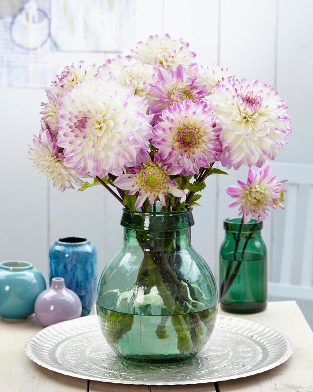 Dahlia 'Hapet Blue Eyes'