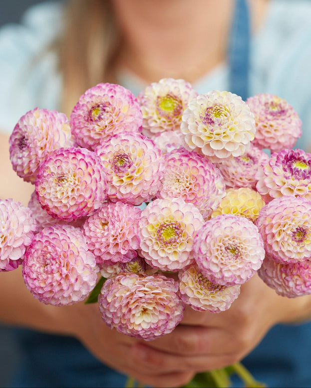 Bouquet of pink and white dahlias held by a person with a blurred background