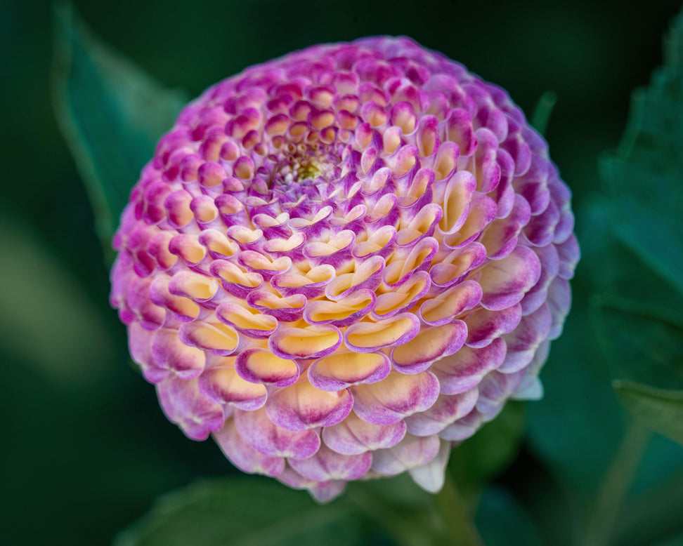 Dahlia 'Hapet Compo'