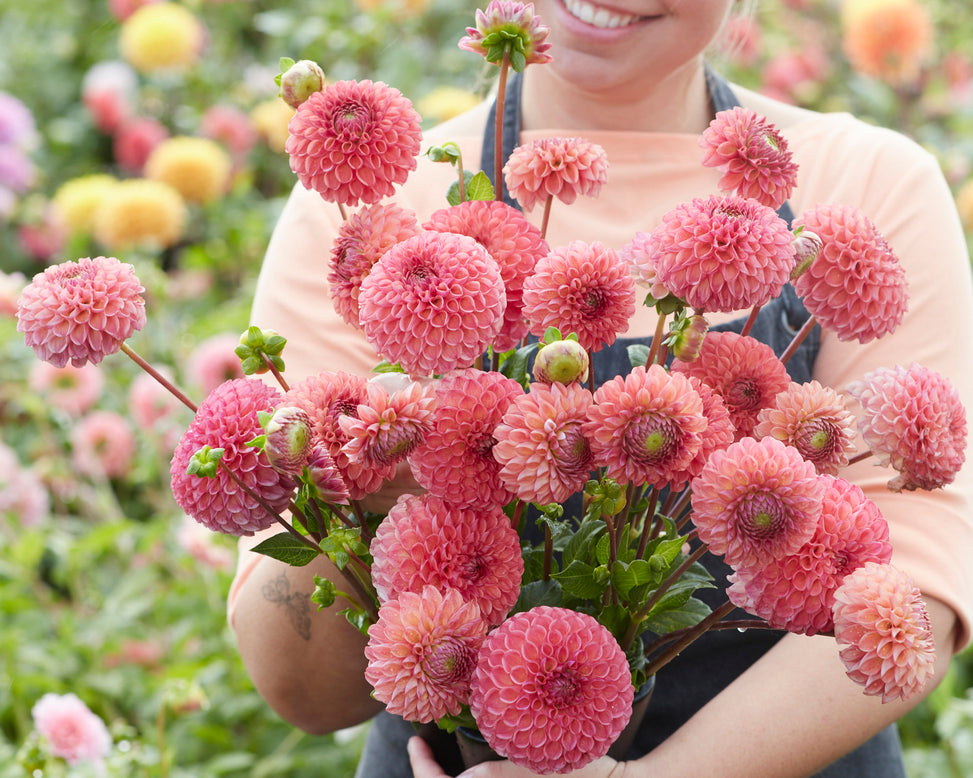 Dahlia 'Hapet Coppery'